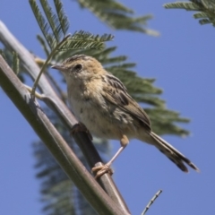 Cisticola exilis (Golden-headed Cisticola) at Fyshwick, ACT - 2 Oct 2017 by Alison Milton