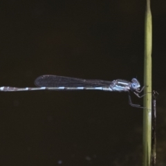 Austrolestes leda (Wandering Ringtail) at Jerrabomberra Wetlands - 3 Oct 2017 by Alison Milton