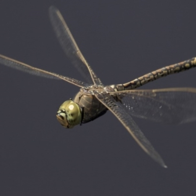 Anax papuensis (Australian Emperor) at Jerrabomberra Wetlands - 3 Oct 2017 by AlisonMilton