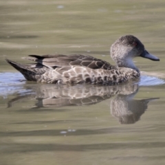 Anas gracilis (Grey Teal) at Jerrabomberra Wetlands - 3 Oct 2017 by AlisonMilton