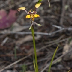 Diuris pardina (Leopard Doubletail) at Mount Majura - 1 Oct 2017 by DerekC