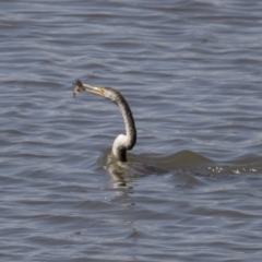 Anhinga novaehollandiae (Australasian Darter) at Fyshwick, ACT - 3 Oct 2017 by Alison Milton