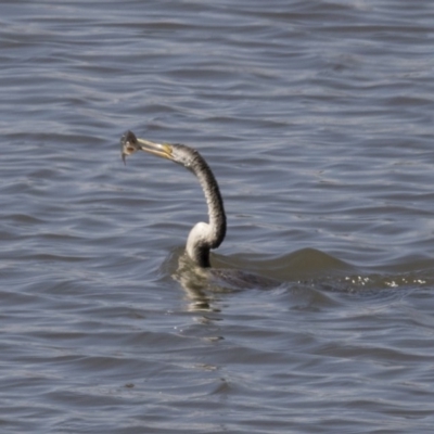 Anhinga novaehollandiae (Australasian Darter) at Jerrabomberra Wetlands - 3 Oct 2017 by Alison Milton