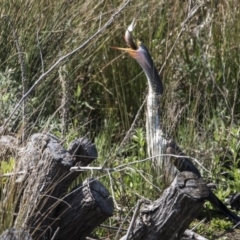 Anhinga novaehollandiae at Fyshwick, ACT - 3 Oct 2017