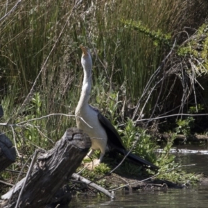 Anhinga novaehollandiae at Fyshwick, ACT - 3 Oct 2017