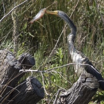 Perca fluviatilis (Redfin) at Jerrabomberra Wetlands - 3 Oct 2017 by Alison Milton