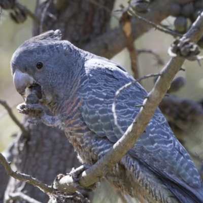 Callocephalon fimbriatum (Gang-gang Cockatoo) at Jerrabomberra Wetlands - 3 Oct 2017 by Alison Milton