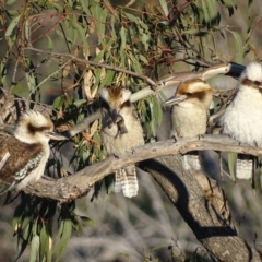 Dacelo novaeguineae (Laughing Kookaburra) at Garran, ACT - 2 Oct 2017 by roymcd