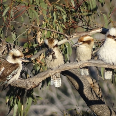 Dacelo novaeguineae (Laughing Kookaburra) at Garran, ACT - 2 Oct 2017 by roymcd