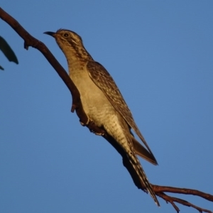 Cacomantis pallidus at Red Hill, ACT - 2 Oct 2017