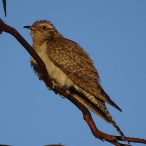 Cacomantis pallidus at Red Hill, ACT - 2 Oct 2017