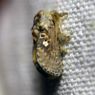 Pseudanapaea (genus) (A cup moth) at O'Connor, ACT - 2 Oct 2017 by ibaird