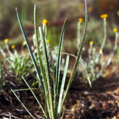 Plantago gaudichaudii (Narrow Plantain) at Pine Island to Point Hut - 20 Nov 2012 by MichaelBedingfield