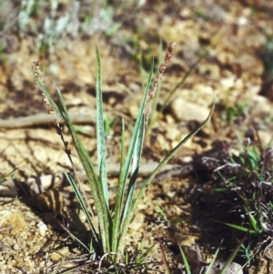 Plantago gaudichaudii at Bonython, ACT - 20 Nov 2012