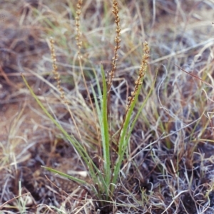 Plantago gaudichaudii at Pine Island to Point Hut - 21 Jan 2002 12:00 AM