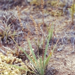 Plantago gaudichaudii at Pine Island to Point Hut - 21 Jan 2002 12:00 AM