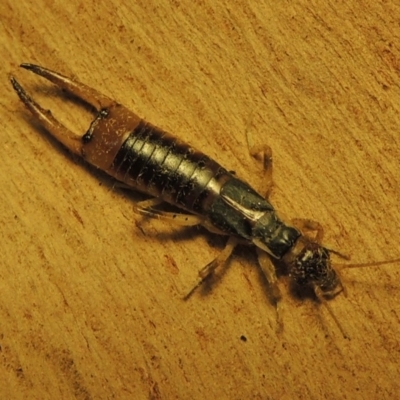 Labidura sp. (genus) (Unidentified Labidura earwig) at Bonython, ACT - 2 Oct 2017 by MichaelBedingfield