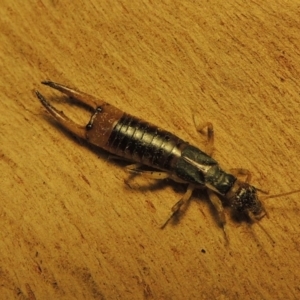 Labidura sp. (genus) at Bonython, ACT - 2 Oct 2017