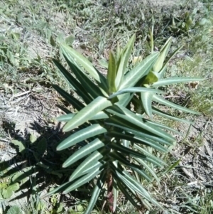 Euphorbia lathyris at Stromlo, ACT - 1 Oct 2017
