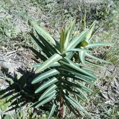 Euphorbia lathyris (Caper Spurge) at Bullen Range - 1 Oct 2017 by WalterEgo