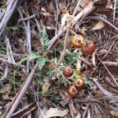 Solanum cinereum (Narrawa Burr) at Hughes, ACT - 3 May 2017 by ruthkerruish