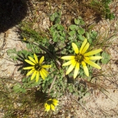 Arctotheca calendula (Capeweed, Cape Dandelion) at Kambah, ACT - 4 Oct 2017 by RosemaryRoth