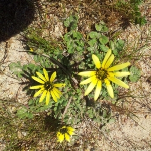 Arctotheca calendula at Kambah, ACT - 4 Oct 2017