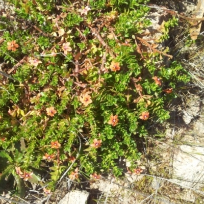 Lysimachia arvensis (Scarlet Pimpernel) at Mount Taylor - 4 Oct 2017 by RosemaryRoth