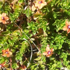 Lysimachia arvensis at Kambah, ACT - 4 Oct 2017