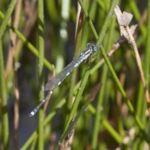 Austrolestes leda at Michelago, NSW - 20 Dec 2010