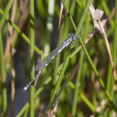 Austrolestes leda (Wandering Ringtail) at Illilanga & Baroona - 20 Dec 2010 by Illilanga