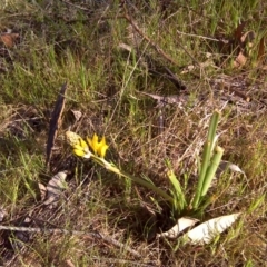 Bulbine bulbosa (Golden Lily, Bulbine Lily) at Isaacs Ridge Offset Area - 2 Oct 2017 by Mike