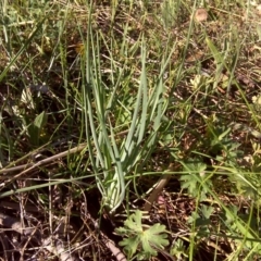 Tragopogon porrifolius subsp. porrifolius (Salsify, Oyster Plant) at Jerrabomberra, ACT - 2 Oct 2017 by Mike