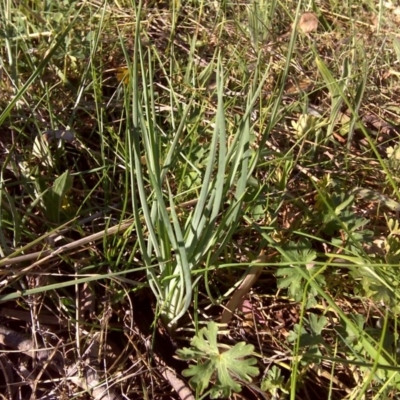 Tragopogon porrifolius subsp. porrifolius (Salsify, Oyster Plant) at Isaacs Ridge and Nearby - 2 Oct 2017 by Mike