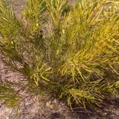 Acacia floribunda (White Sally Wattle, Gossamer Wattle) at Isaacs, ACT - 3 Oct 2017 by Mike