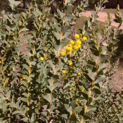 Acacia cultriformis (Knife Leaf Wattle) at Isaacs, ACT - 3 Oct 2017 by Mike