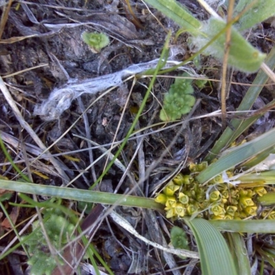 Lomandra bracteata (Small Matrush) at Isaacs Ridge and Nearby - 3 Oct 2017 by Mike