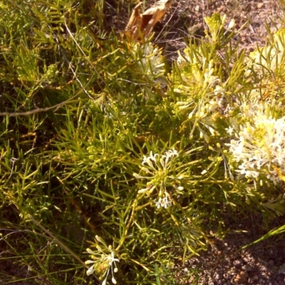 Grevillea curviloba (Curved Leaf Grevillea) at Isaacs, ACT - 3 Oct 2017 by Mike