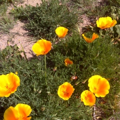 Eschscholzia californica (California Poppy) at Cotter Reserve - 4 Oct 2017 by Mike