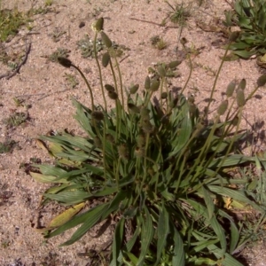 Plantago lanceolata at Stromlo, ACT - 4 Oct 2017