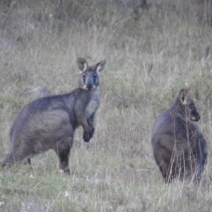 Osphranter robustus robustus at McQuoids Hill - 4 Oct 2017 07:14 PM