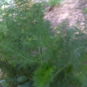 Foeniculum vulgare at Stromlo, ACT - 4 Oct 2017