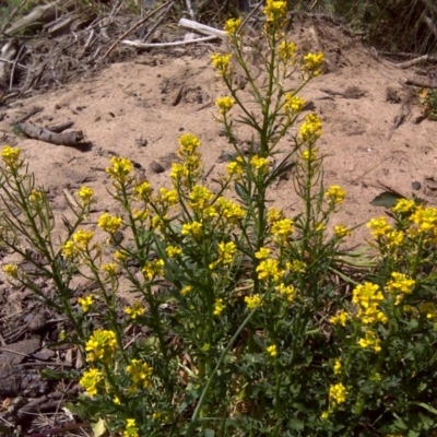 Barbarea verna (Wintercress, American Cress) at Cotter Reserve - 4 Oct 2017 by Mike