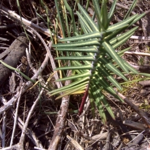 Euphorbia lathyris at Stromlo, ACT - 4 Oct 2017 03:11 PM