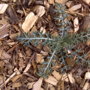 Argemone ochroleuca subsp. ochroleuca at Stromlo, ACT - 4 Oct 2017