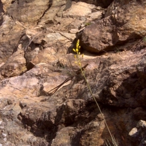 Bulbine glauca at Paddys River, ACT - 4 Oct 2017