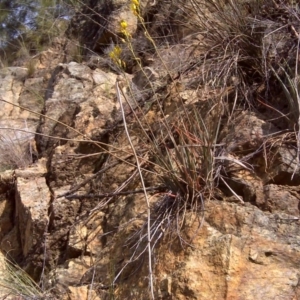 Bulbine glauca at Paddys River, ACT - 4 Oct 2017 04:13 PM