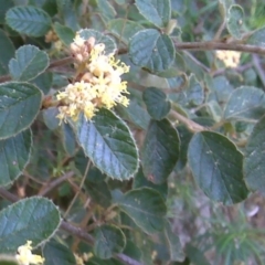 Pomaderris betulina (Birch Pomaderris) at Cotter Reserve - 4 Oct 2017 by Mike