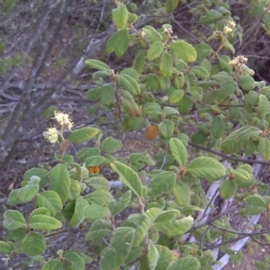 Pomaderris subcapitata at Paddys River, ACT - 4 Oct 2017