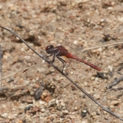 Diplacodes bipunctata (Wandering Percher) at Illilanga & Baroona - 26 Dec 2010 by Illilanga